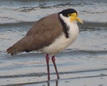 lapwing plover sea bird